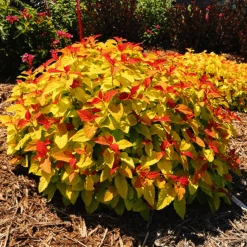 Double Play® Candy Corn Spirea 5 Double Play® Candy Corn Spirea -The Tree Center double play candy corn spirea 1