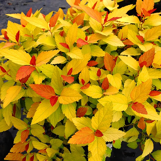 Double Play® Candy Corn Spirea 1 Double Play® Candy Corn Spirea