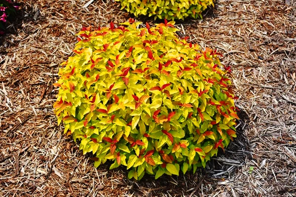 Double Play® Candy Corn Spirea 2 Double Play® Candy Corn Spirea - Image 2