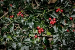 Dragon Lady Holly -The Tree Center dragon lady holly 3 jpg webp