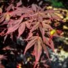Dragon Tears™ Japanese Maple