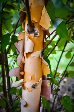 Dura Heat River Birch 6 Dura Heat River Birch -The Tree Center dura heat river birch 3 jpg webp