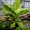 Dwarf Cavendish Banana Tree
