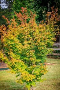 Beni Hime Dwarf Japanese Maple -The Tree Center dwarf coral bark jap map 1 600x900 1