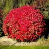 Dwarf Compact Burning Bush