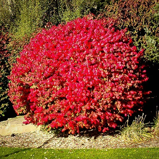 Dwarf Compact Burning Bush 1 Dwarf Compact Burning Bush