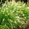 Dwarf Hameln Fountain Grass