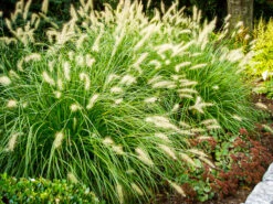 Dwarf Hameln Fountain Grass