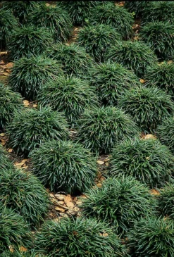 Mondo Grass -The Tree Center dwarf mondo grass 2 jpg webp