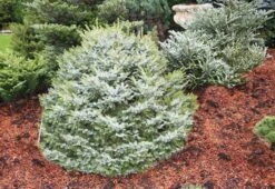 Dwarf Serbian Spruce -The Tree Center dwarf serbian spruce 3 not std 600x413 1