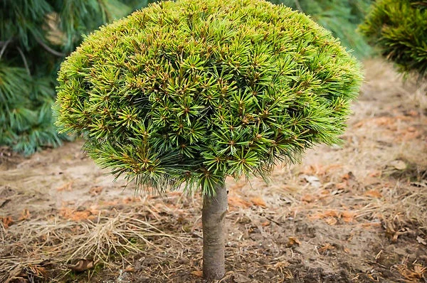 Dwarf Eastern White Pine - Tree Form 2 Dwarf Eastern White Pine - Tree Form - Image 2