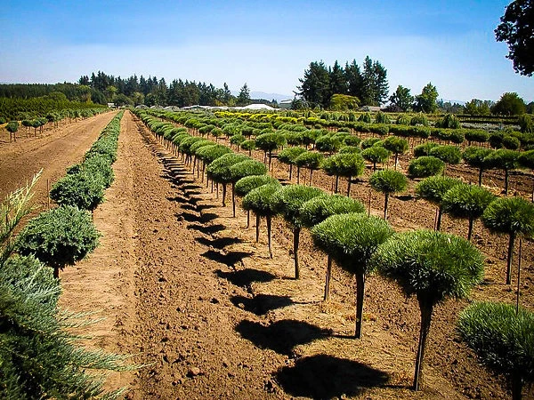 Dwarf Eastern White Pine - Tree Form 1 Dwarf Eastern White Pine - Tree Form