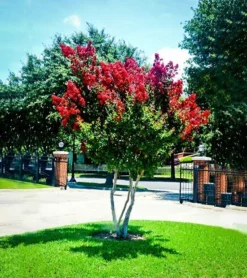 Dynamite Crape Myrtle -The Tree Center dynamite crape myrtle 1 jpg webp