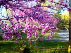 Eastern Redbud Tree