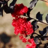 Ebony Embers Crape Myrtle