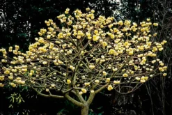 Edgeworthia Paperbush