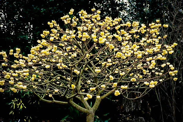 Edgeworthia Paperbush 1 Edgeworthia Paperbush