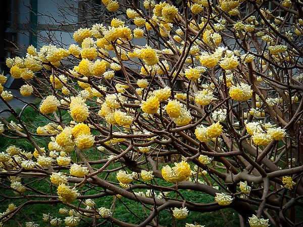 Edgeworthia Paperbush 2 Edgeworthia Paperbush - Image 2