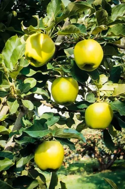 Ein Shemer Apple Tree -The Tree Center ein shemer apple 3 jpg webp