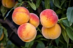 Elberta Peach Tree -The Tree Center elberta peach 1 600x400 1