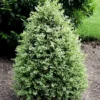 Emerald Moon Boxwood