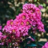 Enduring Summer Pink Crape Myrtle