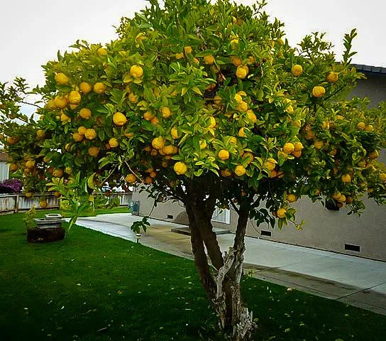 Eureka Lemon Tree 2 Eureka Lemon Tree - Image 2