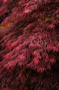 Ever Red Japanese Maple -The Tree Center ever red japanese maple 3 jpg webp