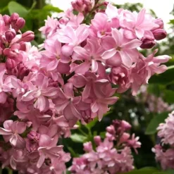 Edward J. Gardner Lilac -The Tree Center eward j gardner lilac 2 jpg webp