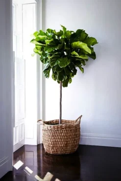 Fiddle Leaf Fig Tree 8 Fiddle Leaf Fig Tree -The Tree Center fiddle leaf fig 5 jpg webp