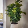 Fiddle Leaf Fig Bush
