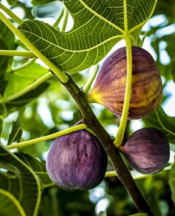 Black Mission Fig -The Tree Center fig tree black mission 2 600x741 1