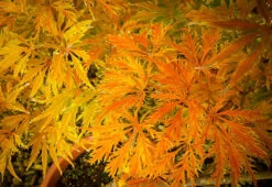 Filigree Japanese Maple -The Tree Center filigree 3 600x413 1