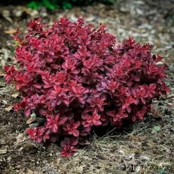 Fireball Japanese Barberry -The Tree Center fireball barberry 2 600x600 1
