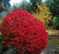 Fire Ball Burning Bush 4 Fire Ball Burning Bush -The Tree Center fireball burning bush euonymus 1 600x544 1
