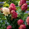 Firelight® Hydrangea