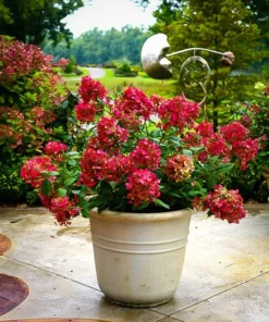 Firelight® Hydrangea -The Tree Center firelight hydrangea 3 jpg webp