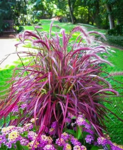 Fireworks® Fountain Grass -The Tree Center fireworks fountain grass 1 jpg webp