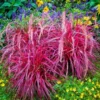 Fireworks® Fountain Grass