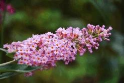 Flutterby Grande® Peach Cobbler Butterfly Bush -The Tree Center flutterby grande peace cobbler butterfly bush 1 1 600x400 1