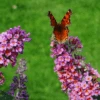 Flutterby Grande® Peach Cobbler Butterfly Bush