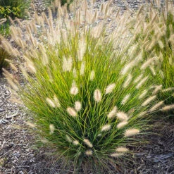 Fountain Grass -The Tree Center fountain grass 1 600x600 1