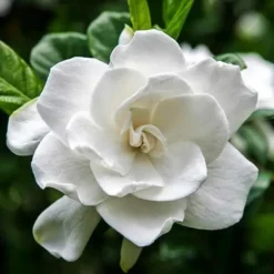 Frost Proof Gardenia -The Tree Center frost proof gardenia 1 e1654541531504 jpg webp