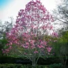 Galaxy Magnolia Tree