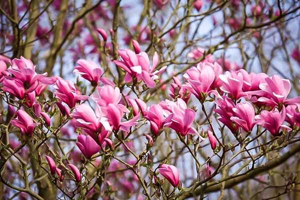 Galaxy Magnolia Tree 3 Galaxy Magnolia Tree - Image 3