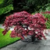 Garnet Japanese Maple