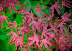 Geisha Gone Wild Japanese Maple -The Tree Center geisha gone wild jap map 2 600x420 1