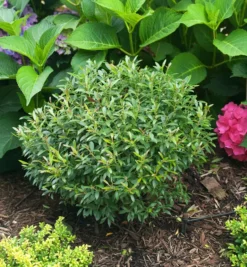 Gem Box® Inkberry Holly