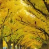 Autumn Gold Ginkgo Tree