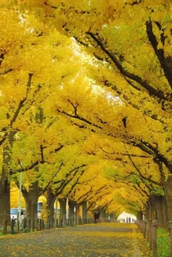 Autumn Gold Ginkgo Tree